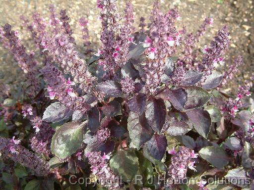 Basil_redleafed in flower 